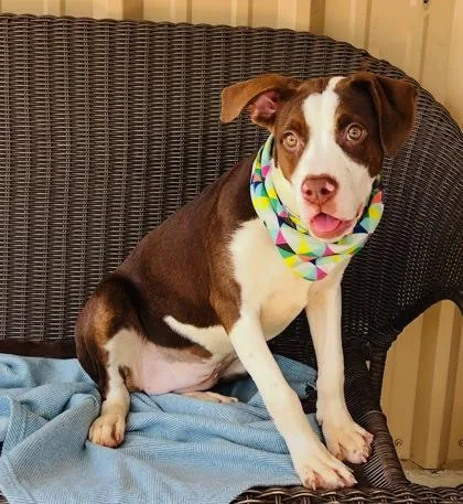 A baby small-sized female Hound dog named Penelope $ for adoption in Seneca, SC