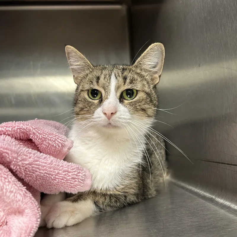 An adult medium-sized female Tabby (Brown / Chocolate) Domestic Short Hair cat named Cindy Crawford for adoption in La Grange Park, IL