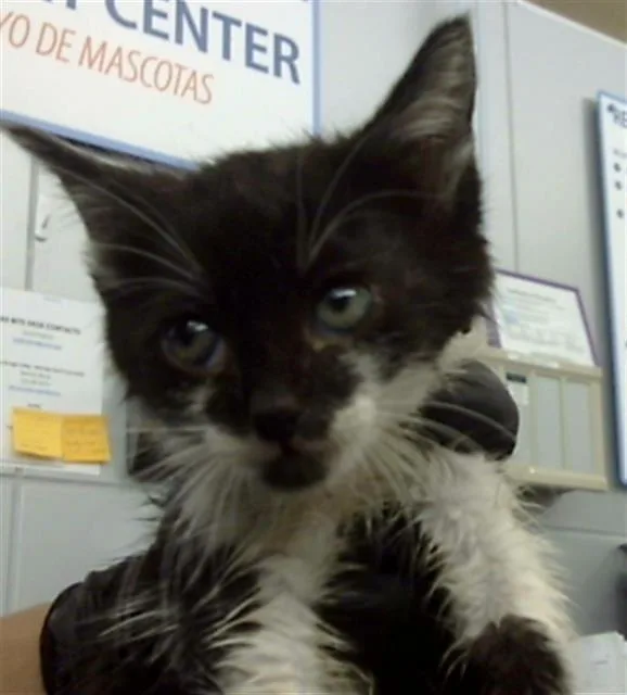 A baby medium-sized female Domestic Short Hair cat named Toni for adoption in Dallas, TX