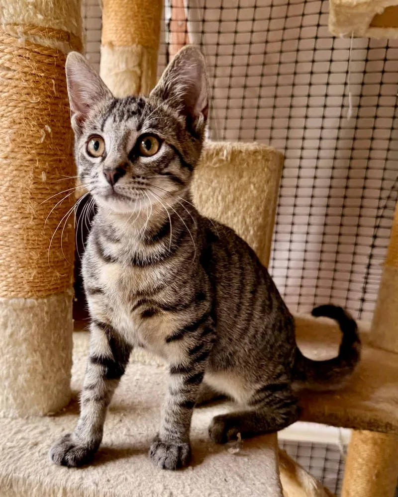 A baby small-sized male Tabby (Brown / Chocolate) Domestic Short Hair cat named Cornichon for adoption in San Juan Capistrano, CA