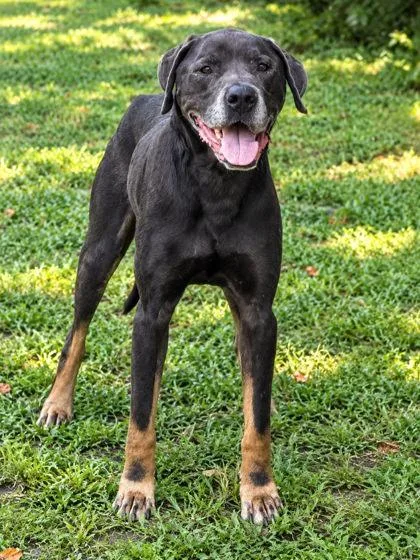 An adult large-sized male Labrador Retriever dog named Marmaduke for adoption in Palm Coast, FL