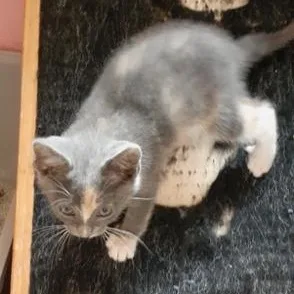 A baby medium-sized female Dilute Tortoiseshell Domestic Short Hair cat named Pastel for adoption in Richmond, VA
