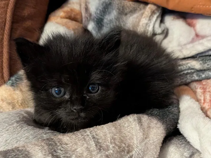 A baby medium-sized female Domestic Long Hair cat named Jilly for adoption in San Antonio, TX