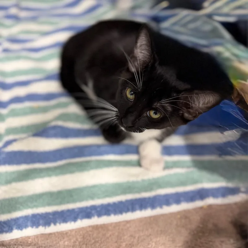A baby small-sized male Black Domestic Short Hair cat named Draven for adoption in Lake Panasoffkee, FL