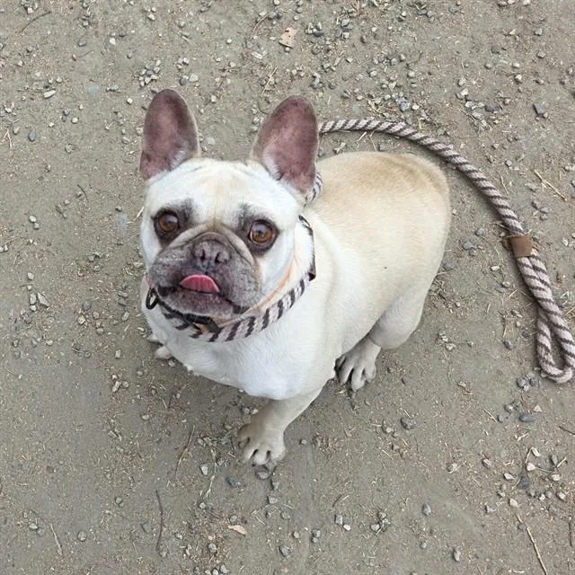 An adult medium-sized female French Bulldog dog named Lilly for adoption in Long Beach, CA