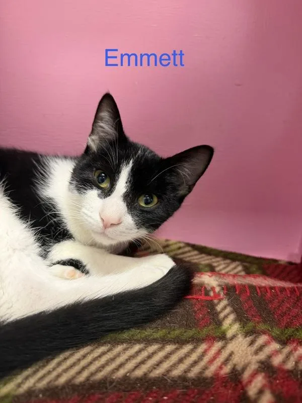 Emmett
