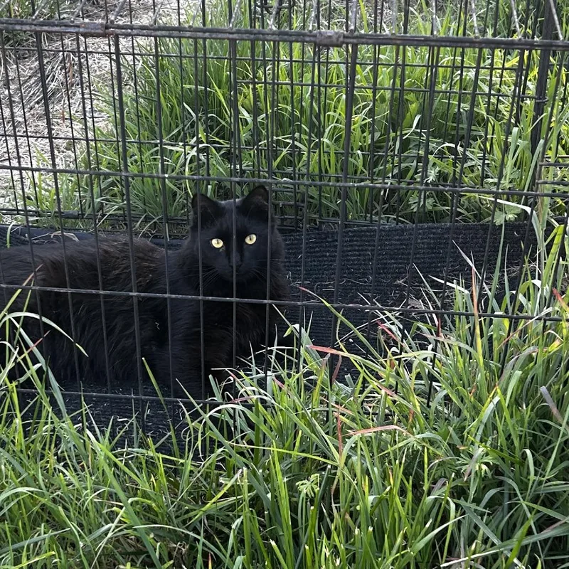 A young medium-sized male Black Domestic Long Hair cat named Seven for adoption in Pleasanton, CA