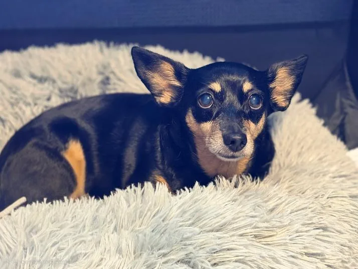 Millie thumbnail 2