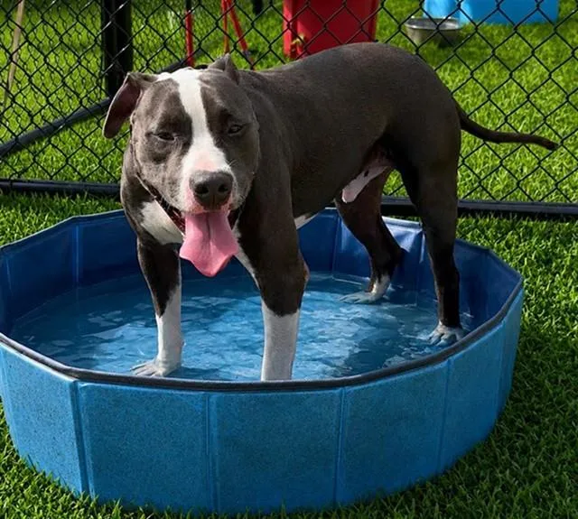 A young medium-sized male Pit Bull Terrier dog named Rocky Road for adoption in Ocala, FL