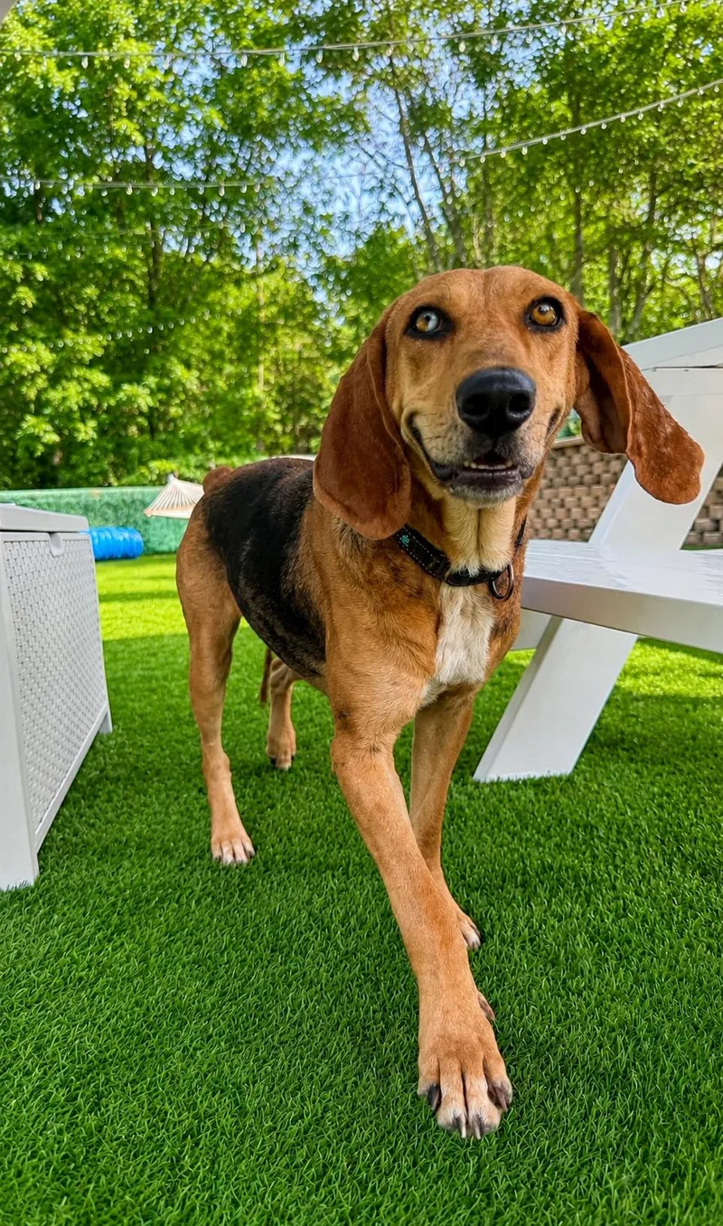 A young medium-sized female Golden Labrador Retriever dog named Maisie for adoption in POTOMAC, MD