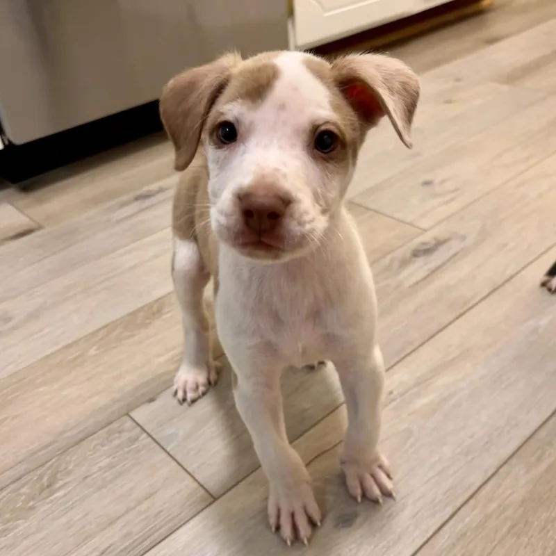 A baby medium-sized male Brown / Chocolate Mixed Breed dog named Heath for adoption in Durham, NC