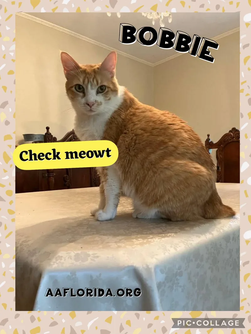 An adult medium-sized female Orange & White American Bobtail cat named Bobbie for adoption in Pensacola, FL