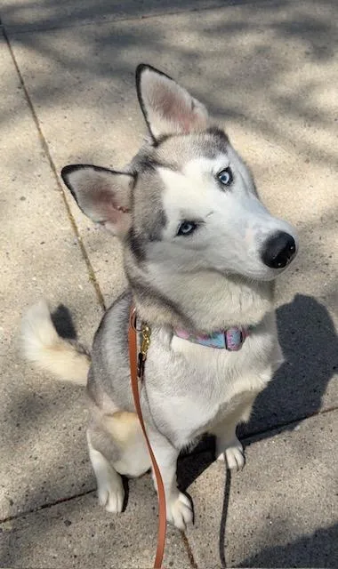 An adult medium-sized female Siberian Husky dog named Hilda for adoption in Boston, MA