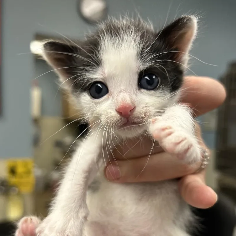 A baby small-sized male White Domestic Short Hair cat named Bentley Thomas for adoption in Chattanooga, TN