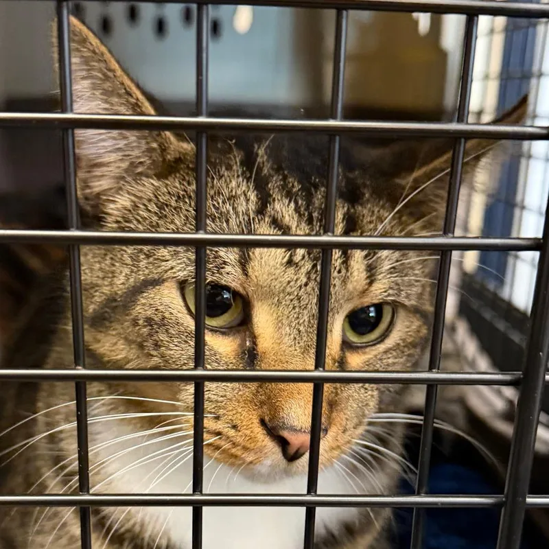 An adult large-sized male Domestic Short Hair cat named Jasper for adoption in Fairport, NY