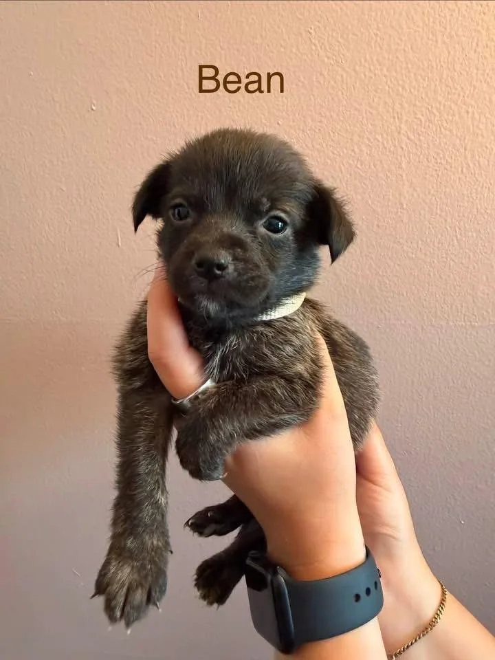 Bean thumbnail 2