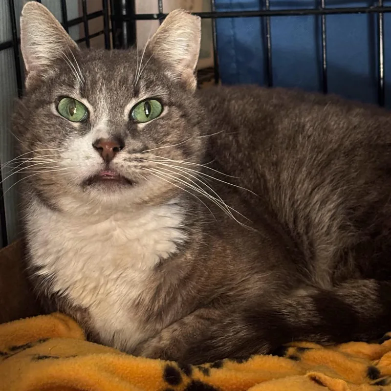 An adult small-sized male Gray / Blue / Silver Domestic Short Hair cat named Prince for adoption in Pacific Palisades, CA