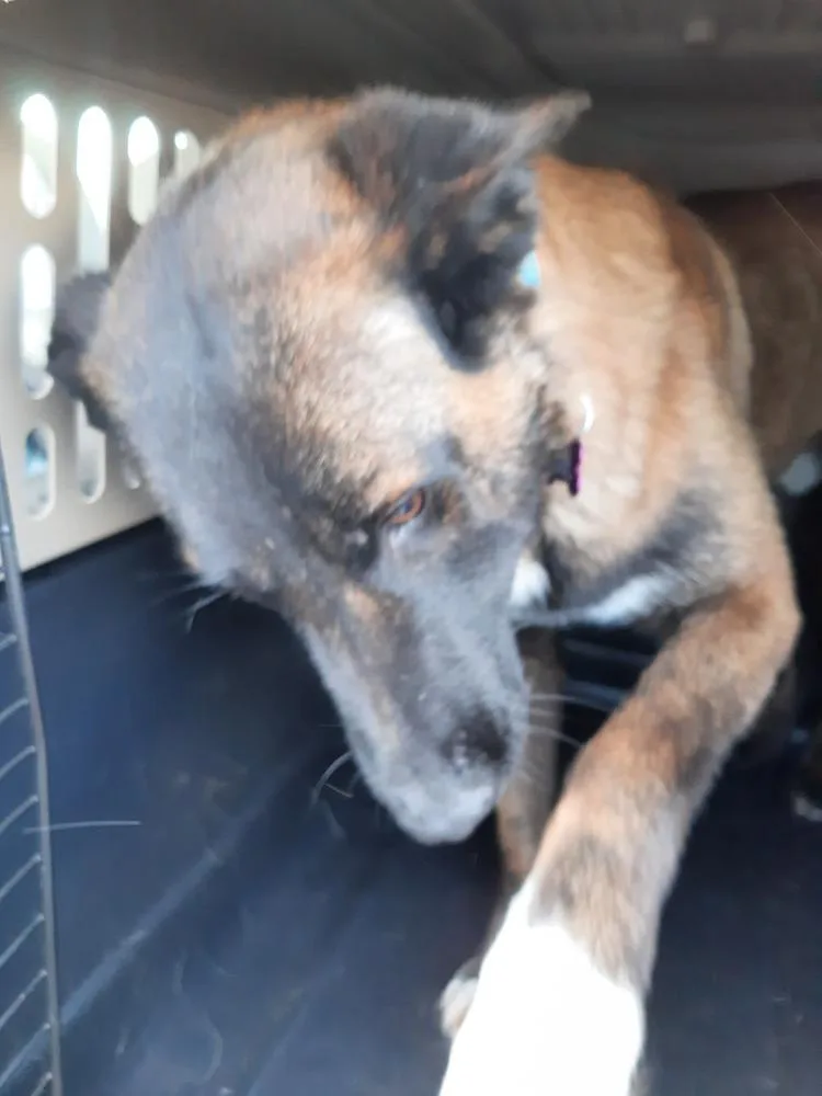 Bullwinkle Fka Boba In thumbnail 4