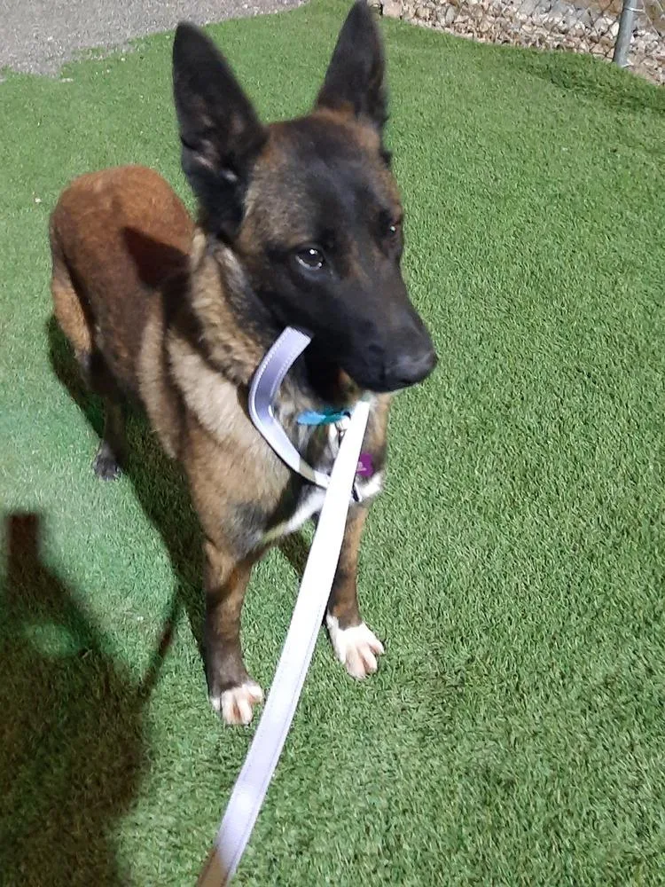 Bullwinkle Fka Boba In thumbnail 5