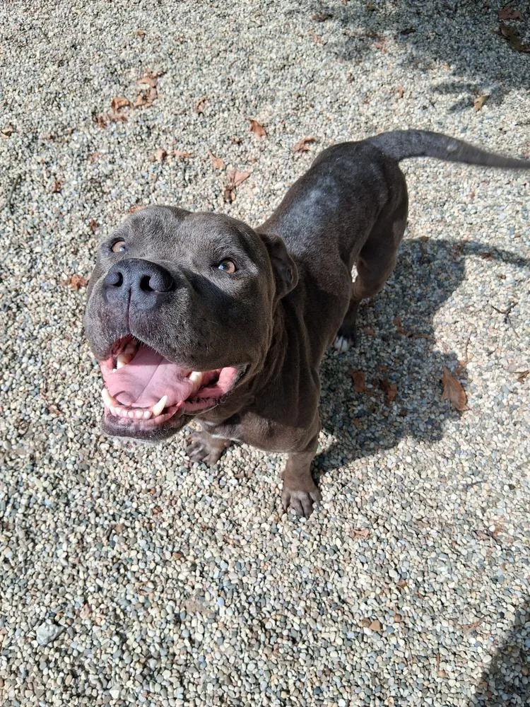 An adult large-sized male Gray / Blue / Silver Mixed Breed dog named Harvey Dent for adoption in Muskegon, MI