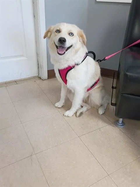 A young medium-sized female Great Pyrenees dog named Elphie for adoption in Killeen, TX