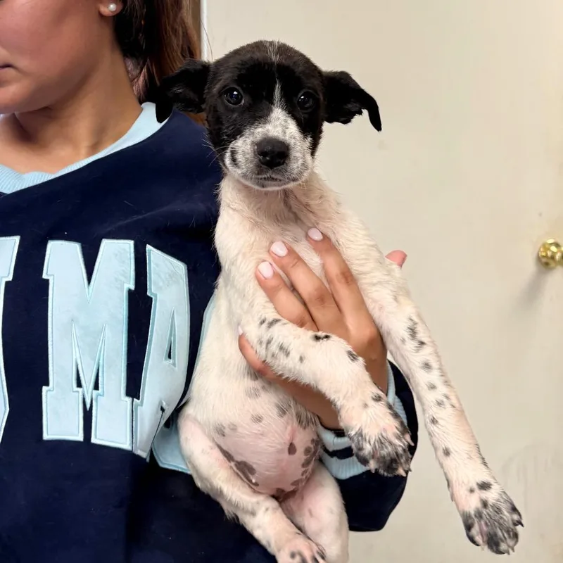 A baby small-sized female White / Cream Mixed Breed dog named Dandy for adoption in Saint Louis, MO