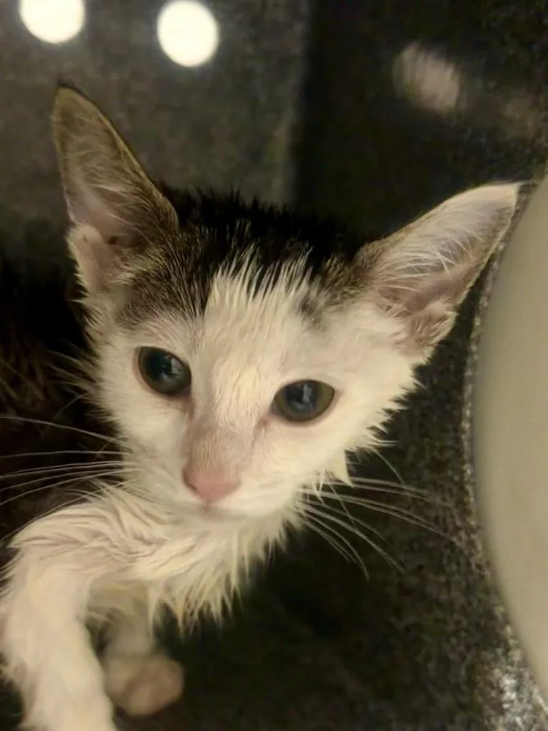A baby small-sized male Domestic Short Hair cat named Yang for adoption in Henderson, NC