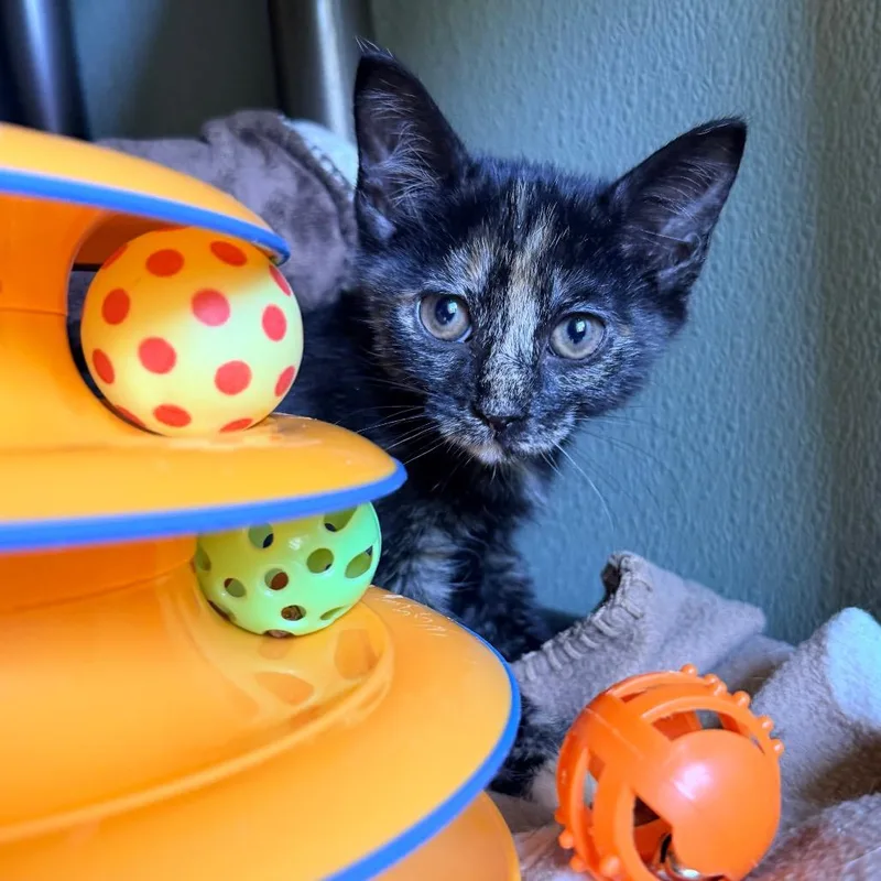 A baby small-sized female Black Domestic Short Hair cat named Viola for adoption in Kyle, TX