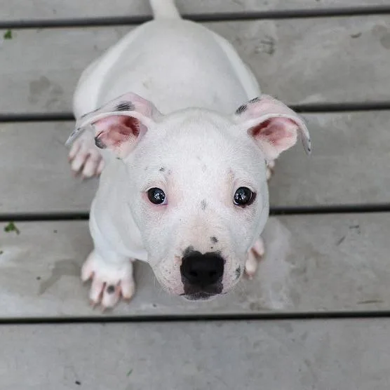 A baby medium-sized male White / Cream Mixed Breed dog named Cotton for adoption in Bradenton, FL