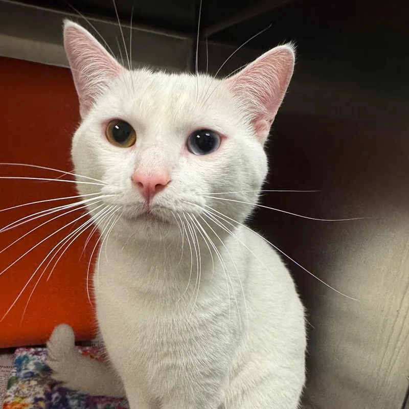 An adult large-sized male White Domestic Short Hair cat named Darren for adoption in Waukesha, WI