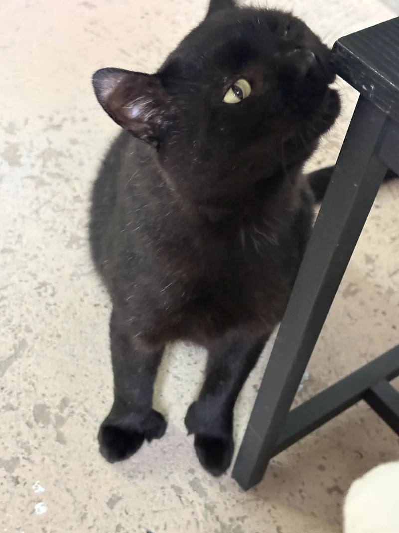 Hunter