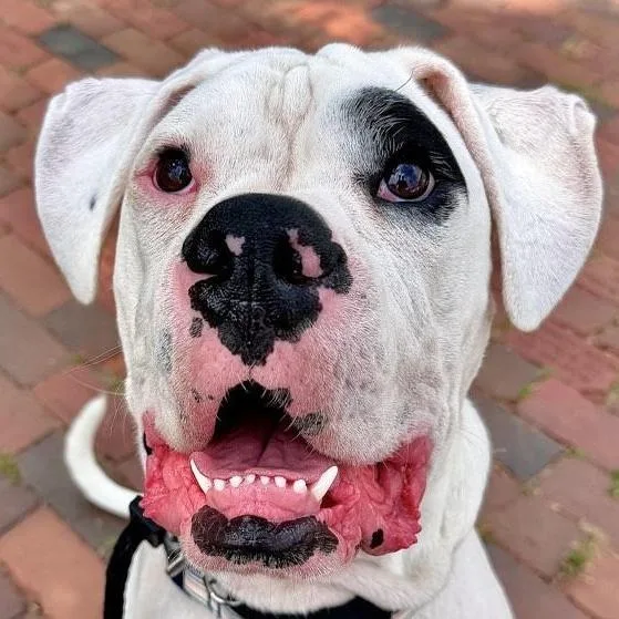 A young large-sized male Boxer dog named Roscoe for adoption in Kennebunk, ME