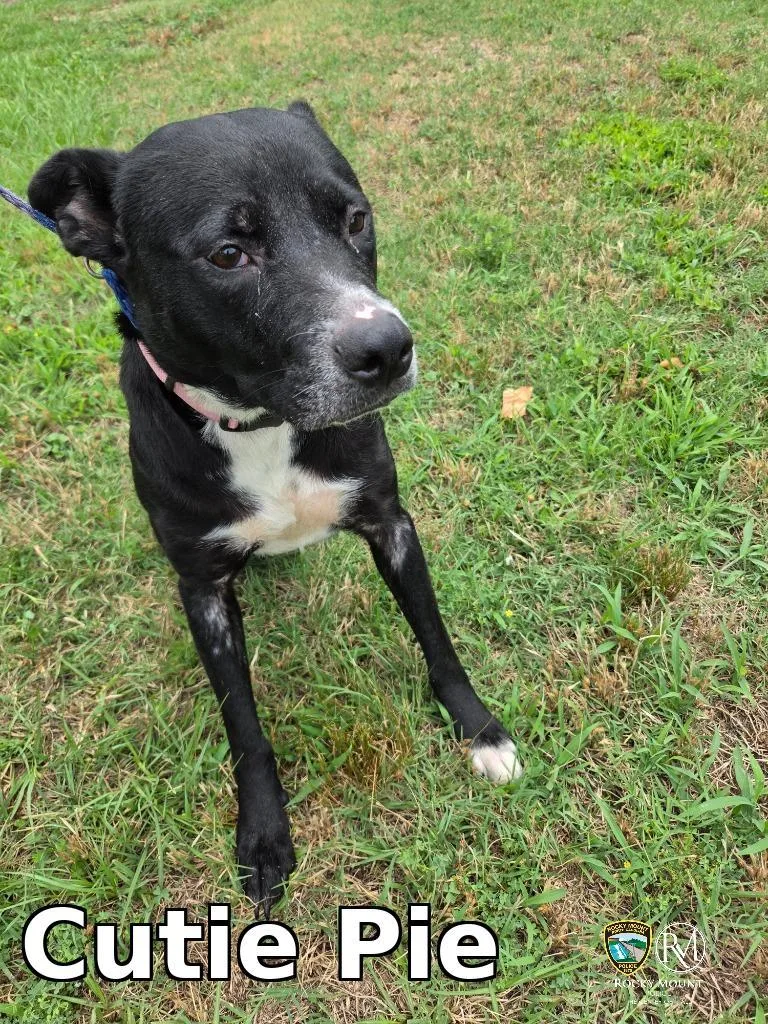 An adult medium-sized female Pit Bull Terrier dog named Cutie Pie for adoption in Rocky Mount, NC