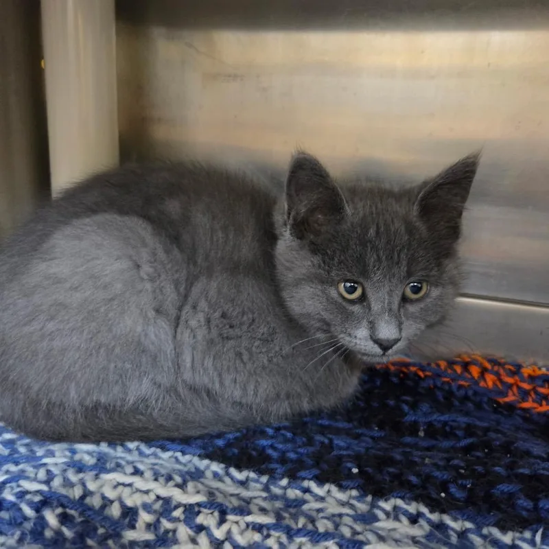 A baby small-sized female Gray / Blue / Silver Domestic Short Hair cat named Crane for adoption in Rock Falls, IL