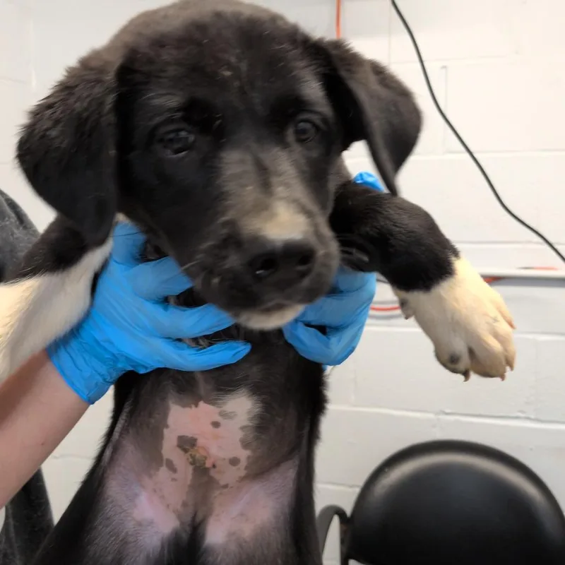 A baby small-sized male White / Cream Pointer dog named Quatro for adoption in Hattiesburg, MS