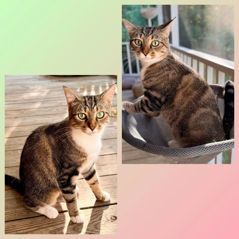 An adult medium-sized female Domestic Short Hair cat named Chocolate Chip for adoption in Wilmington, NC