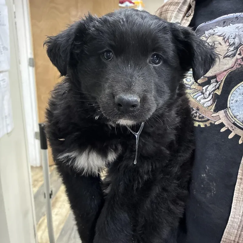 Ct Larry thumbnail 4