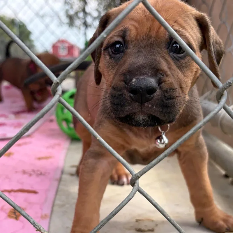 A baby small-sized female Yellow / Tan / Blond / Fawn Mixed Breed dog named Faith for adoption in Enterprise, AL