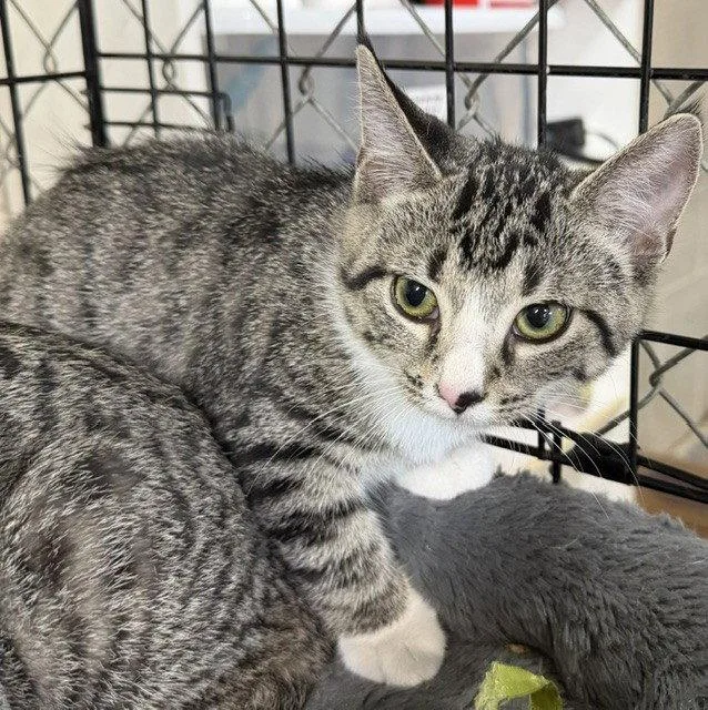 A young medium-sized female Domestic Short Hair cat named Peanut for adoption in Apollo, PA