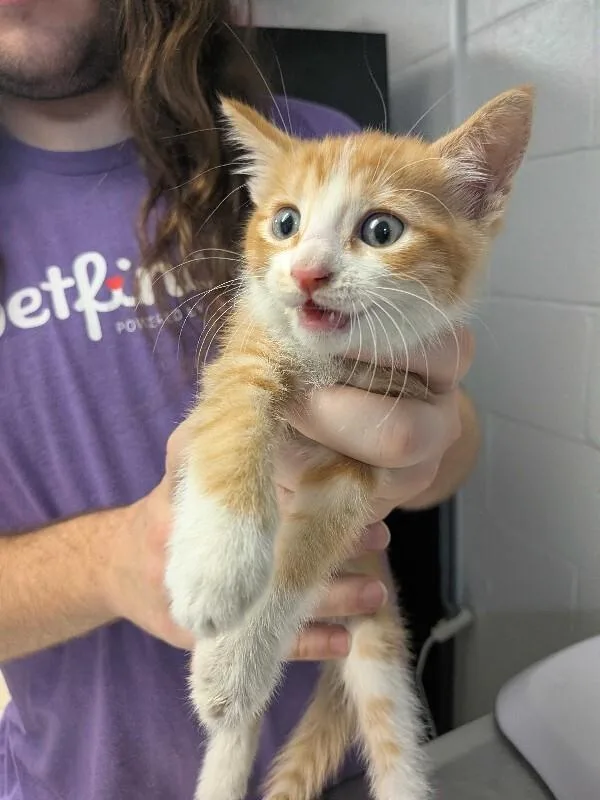 A young small-sized male Orange / Red Domestic Short Hair cat named SpaghettiO for adoption in Cincinnati, OH