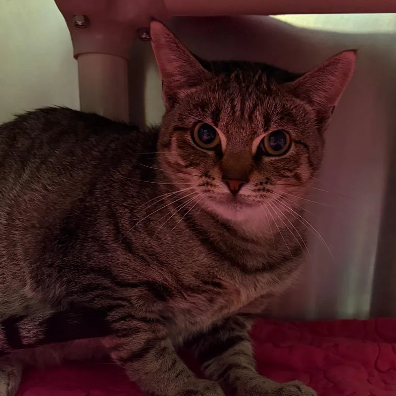 A young medium-sized female Black Domestic Short Hair cat named Tabbytha for adoption in Fredericksburg, VA