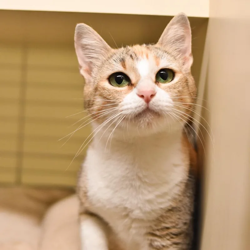 An adult medium-sized female Domestic Short Hair cat named Honeydew for adoption in Kailua Kona, HI