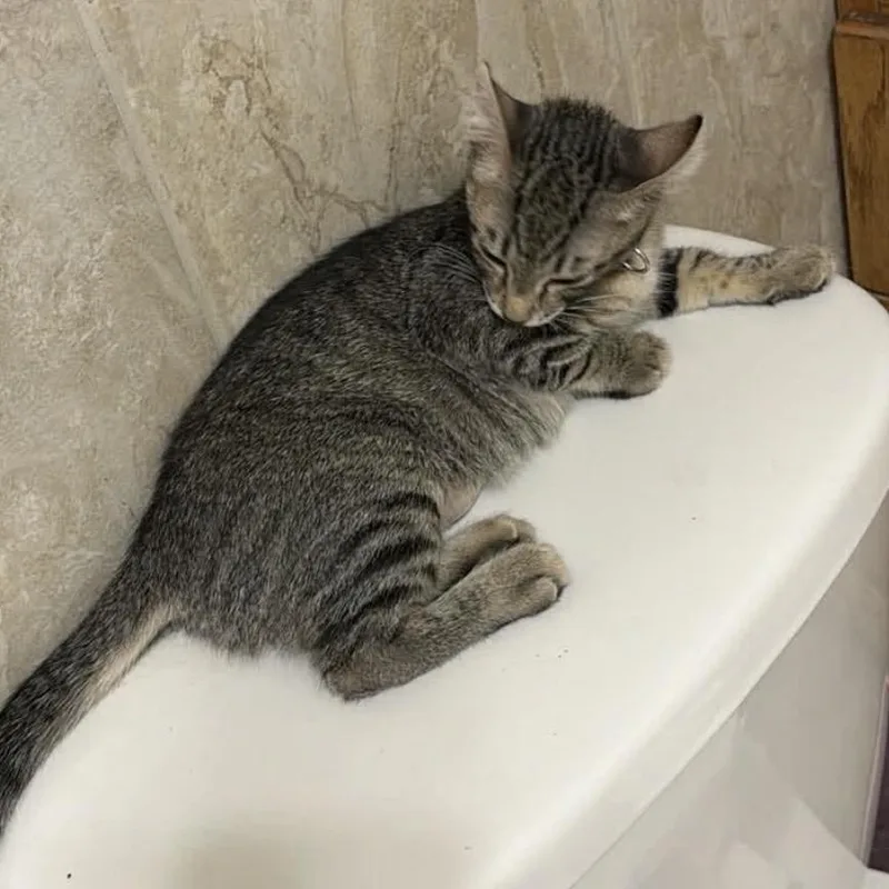 A baby small-sized female Brown / Chocolate Domestic Short Hair cat named Trixie for adoption in Granby, MO