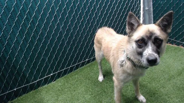 A young medium-sized female German Shepherd Dog dog named Jill Valentine for adoption in Downey, CA