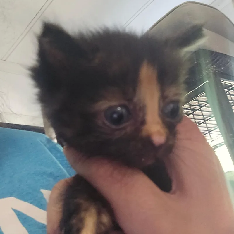 A baby small-sized female Tortoiseshell Domestic Short Hair cat named Mickey for adoption in Hanna City, IL