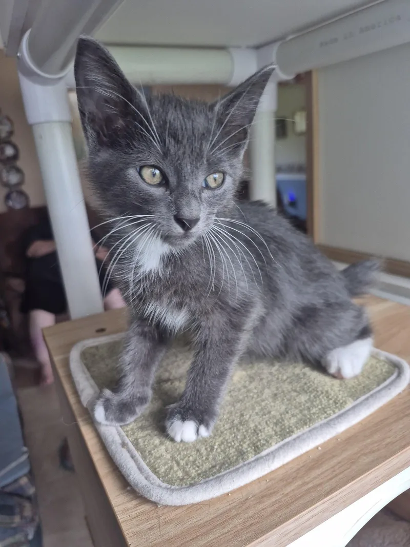 A baby medium-sized male Gray & White American Bobtail cat named Silva for adoption in Magnolia Springs, AL