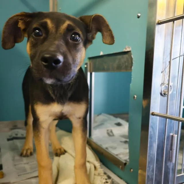 A young medium-sized female German Shepherd Dog dog named Willow for adoption in San Antonio, TX