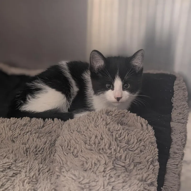 A baby small-sized male Black Domestic Short Hair cat named Aries for adoption in Prairie du Chien, WI