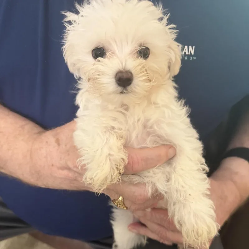 A baby small-sized male White / Cream Maltese dog named Harry for adoption in Webster, TX