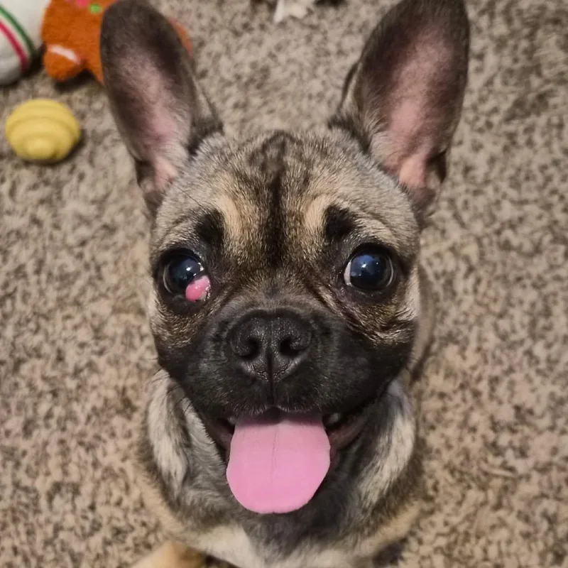 A baby small-sized female French Bulldog dog named Chloe for adoption in Montgomery, TX